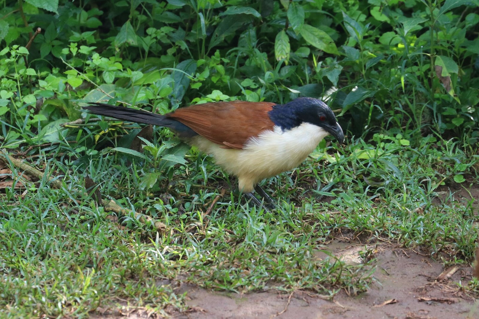 Monniksspoorkoekoek (Centropus monachus)