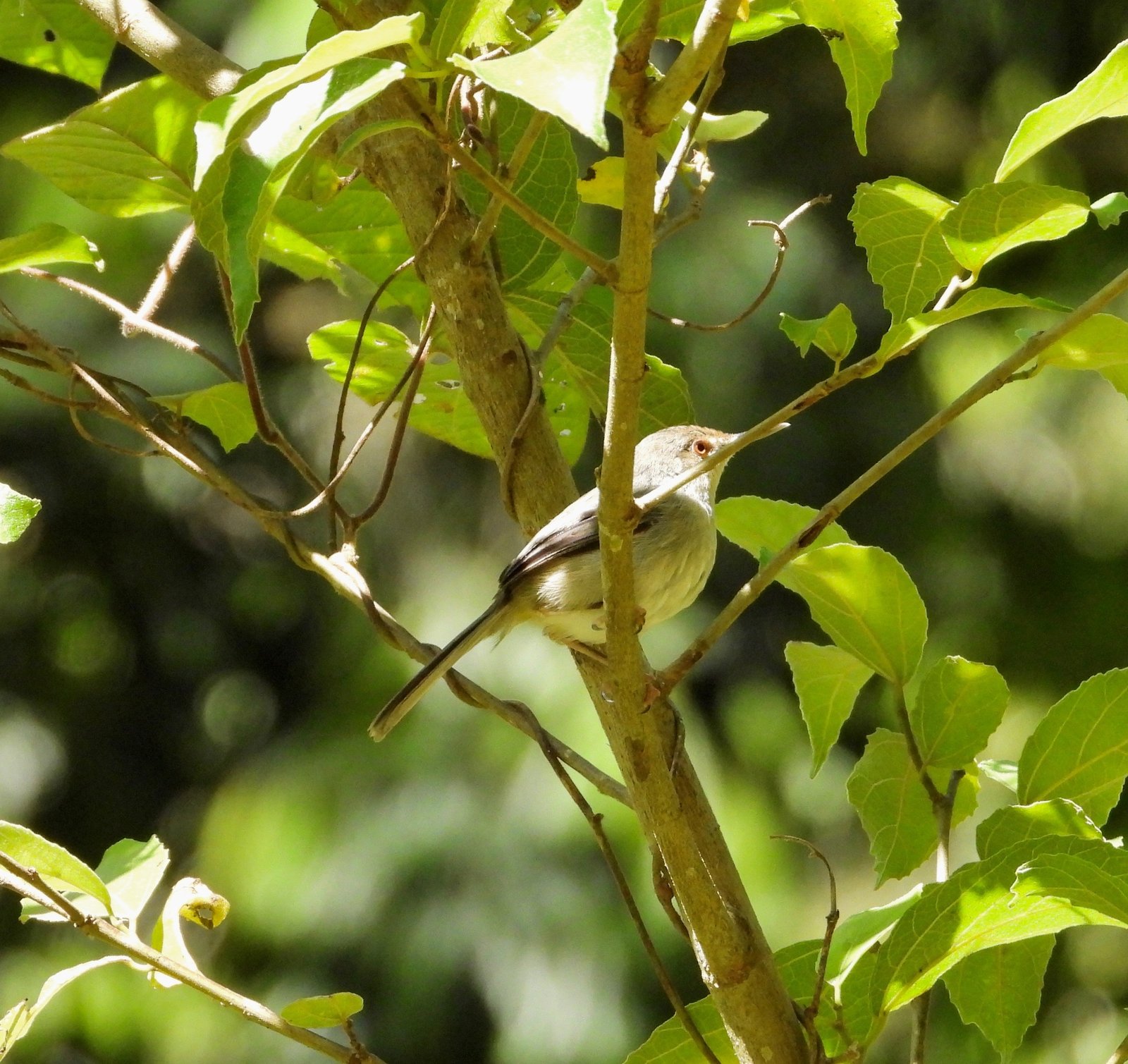 Moreaus snijdervogel (Artisornis moreaui)