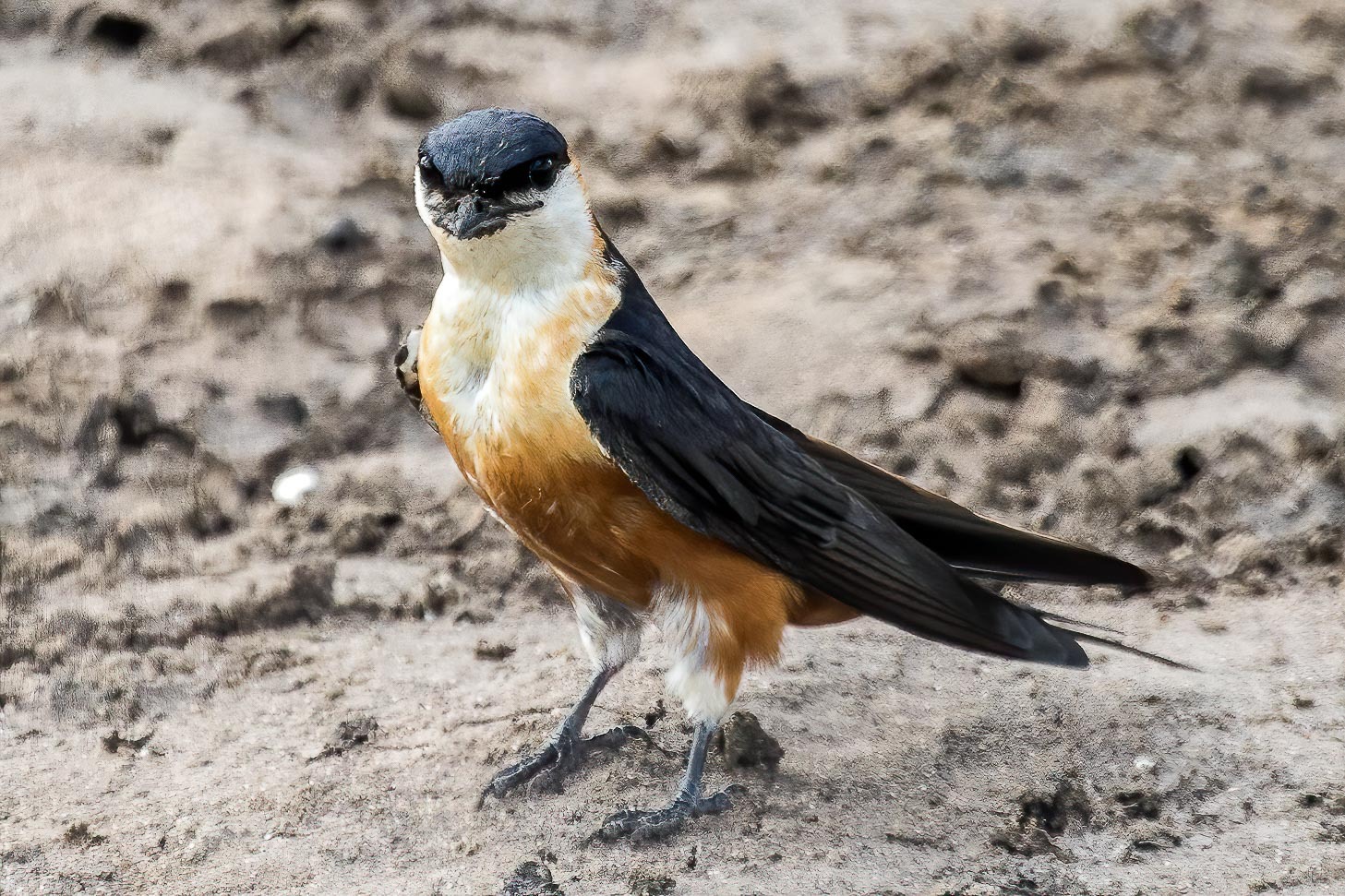 Moskeezwaluw (Cecropis senegalensis)