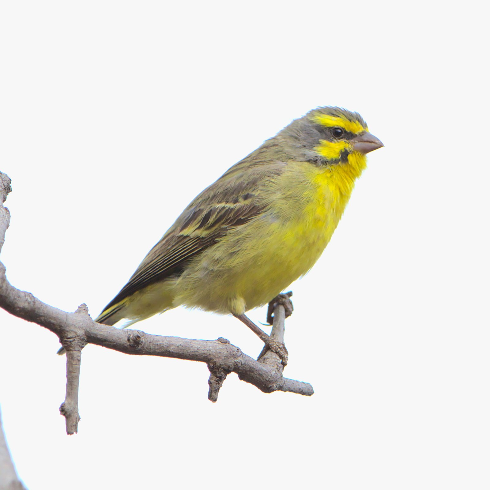 Mozambiquesijs (Crithagra mozambica)