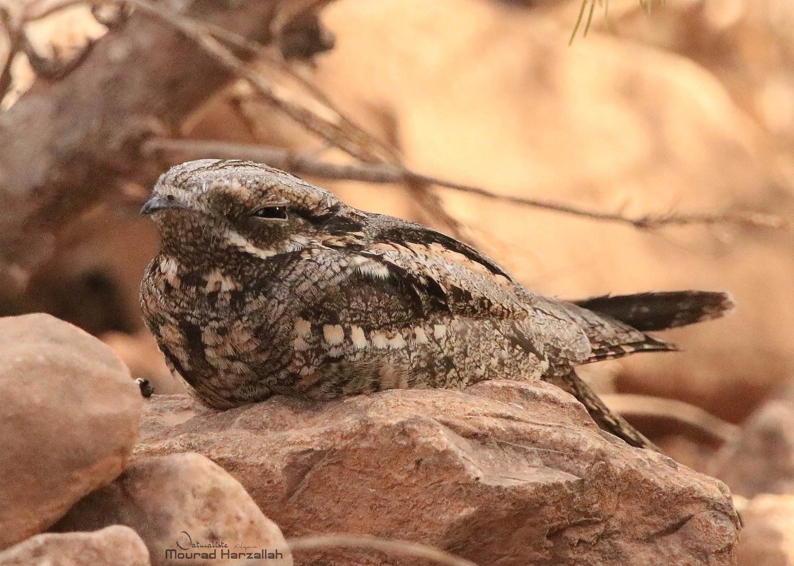 Nachtzwaluw (Caprimulgus europaeus)