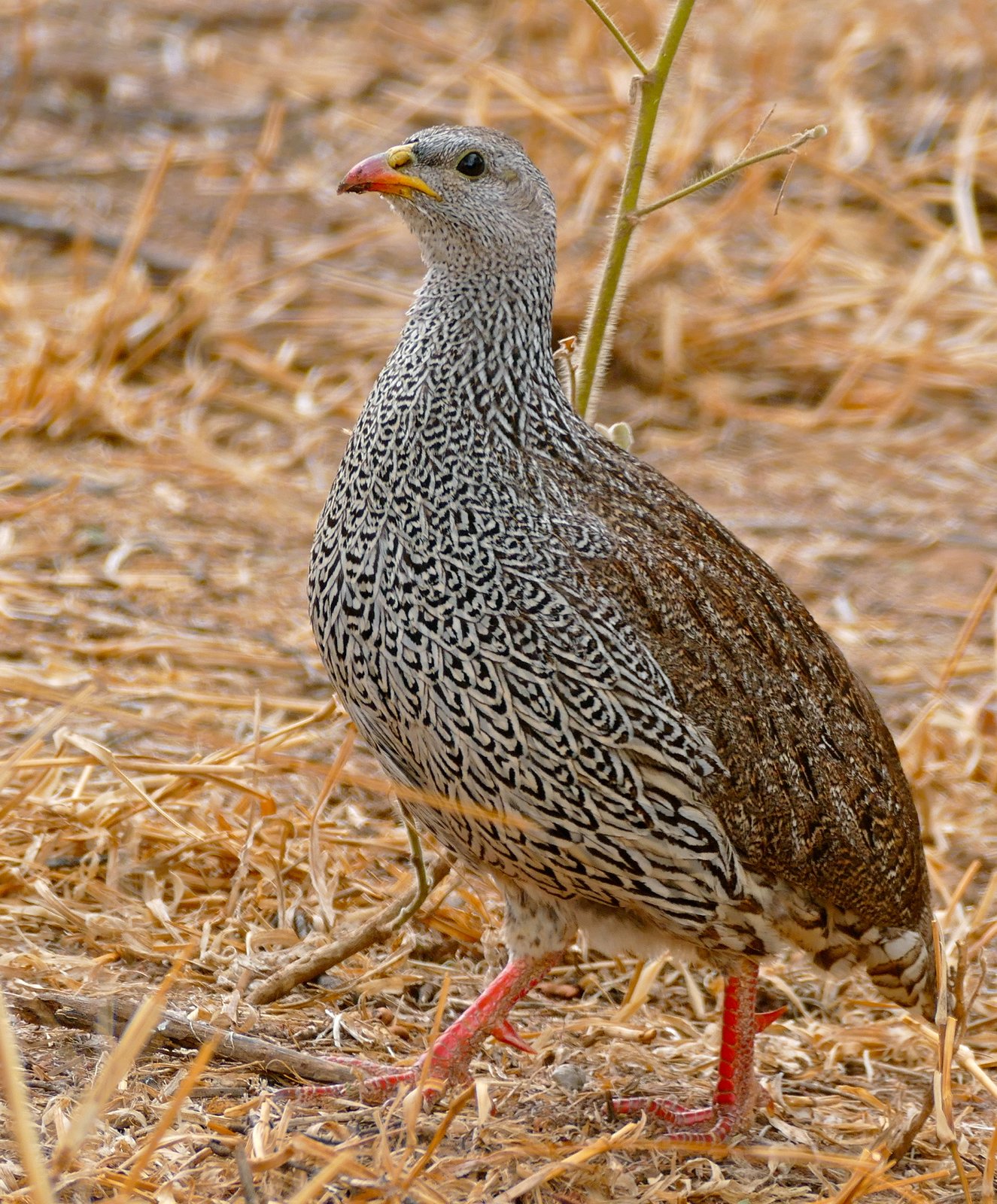 Natalfrankolijn (Pternistis natalensis)
