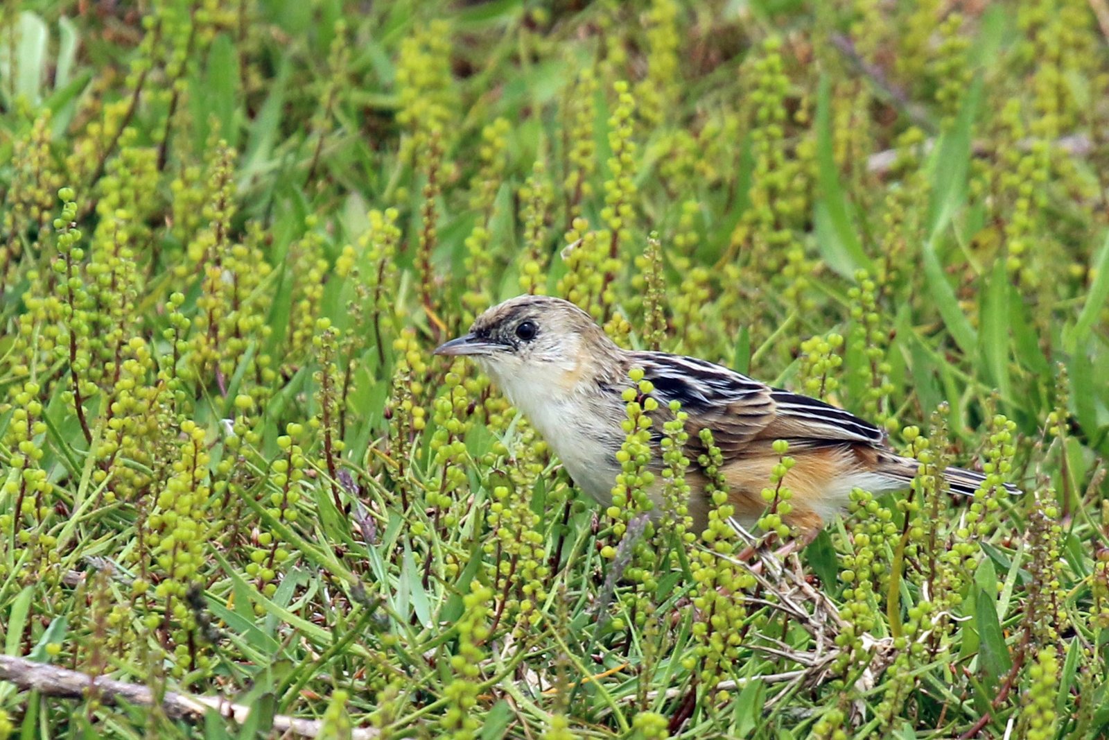 Natalgraszanger (Cisticola natalensis)