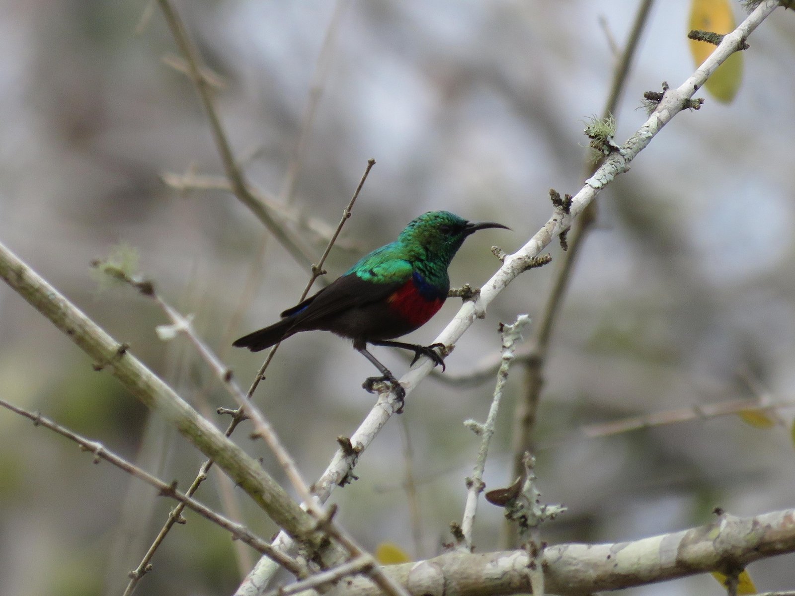Neergaards honingzuiger (Cinnyris neergaardi)
