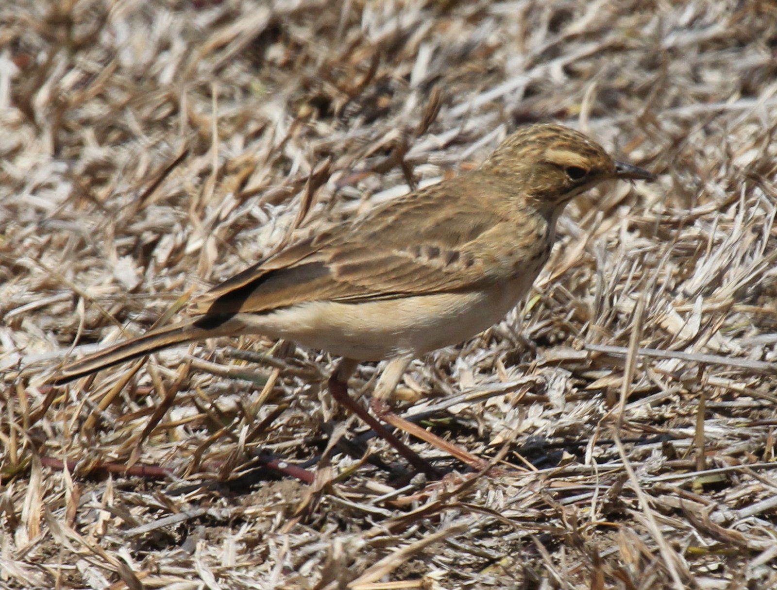 Nicholsons pieper (Anthus nicholsoni)