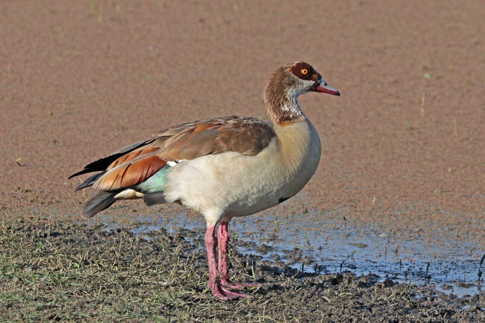Nijlgans (Alopochen aegyptiaca)