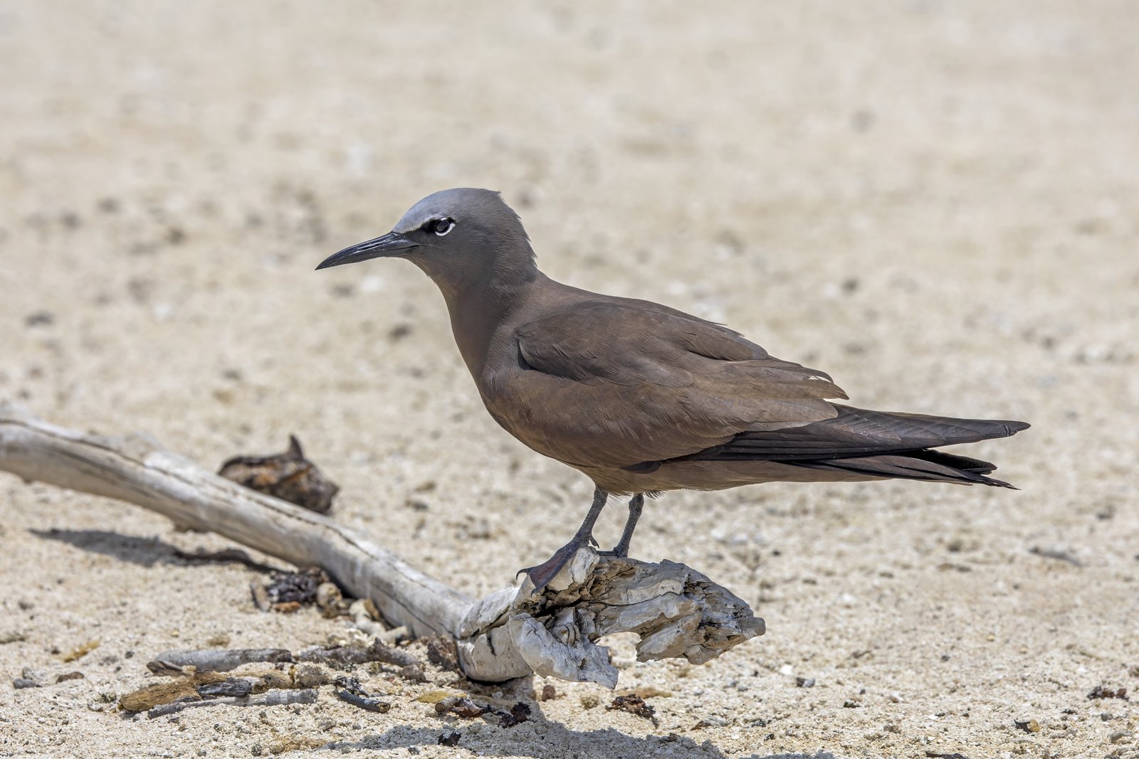 Noddy (Anous stolidus)