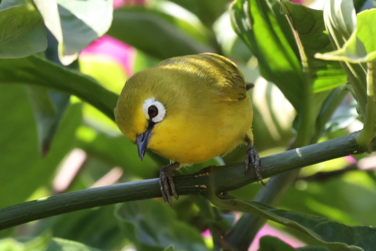 Noordelijke Afrikaanse brilvogel (Zosterops senegalensis)