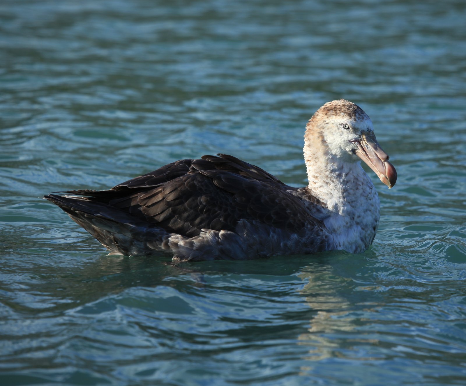 Noordelijke reuzenstormvogel (Macronectes halli)