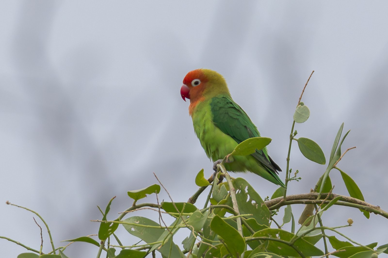 Nyasa-agapornis (Agapornis lilianae)