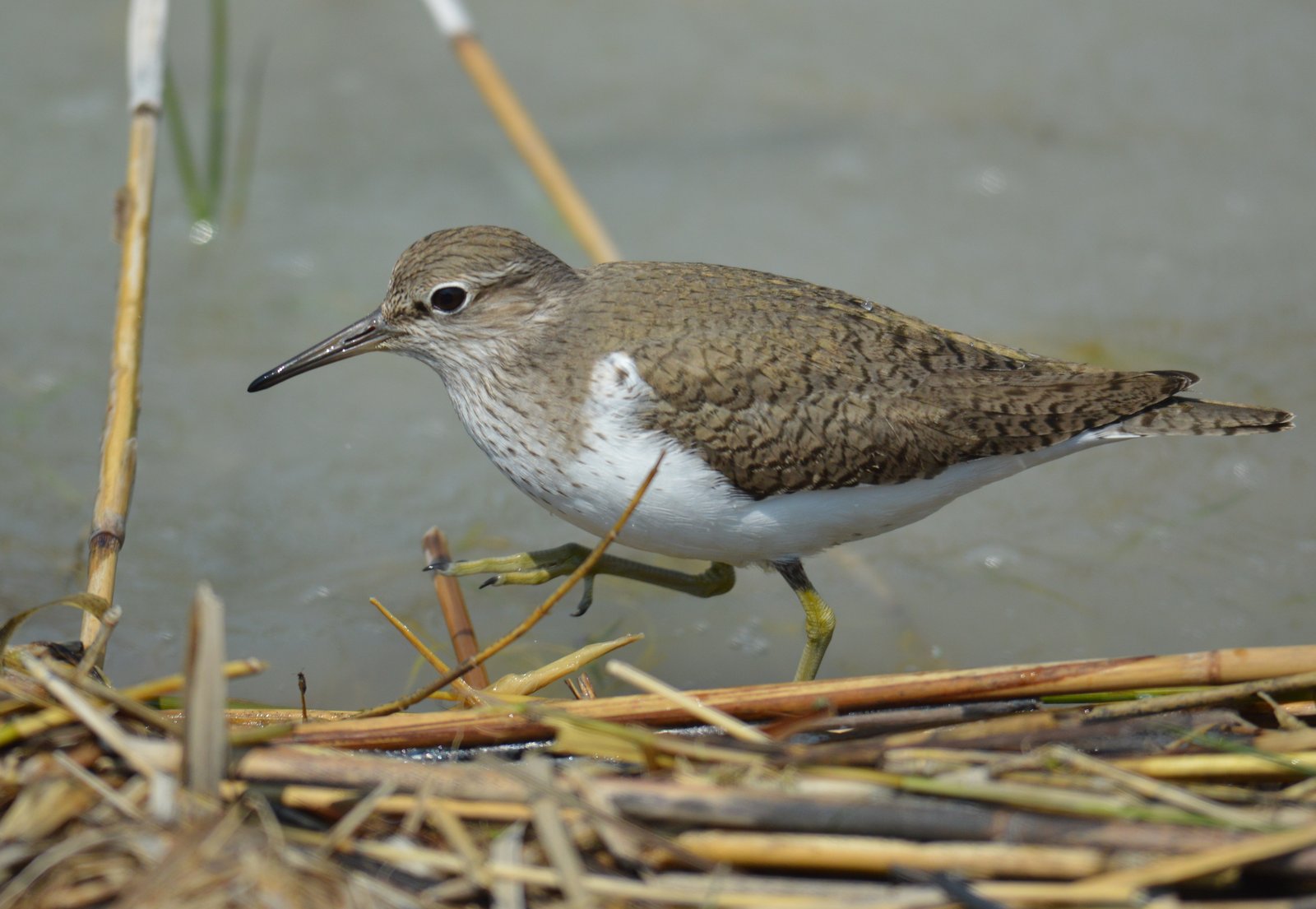 Oeverloper (Actitis hypoleucos)