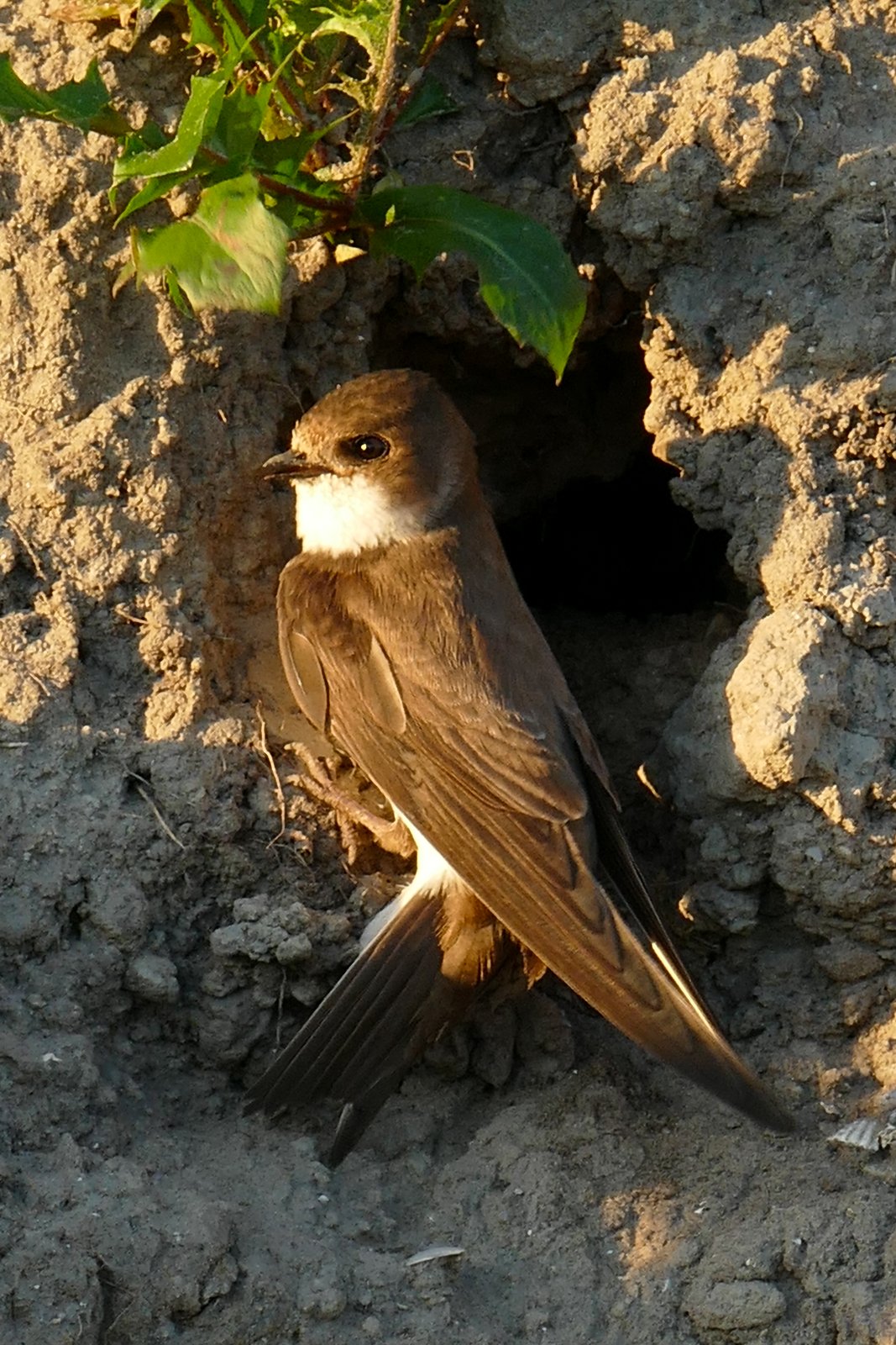 Oeverzwaluw (Riparia riparia)