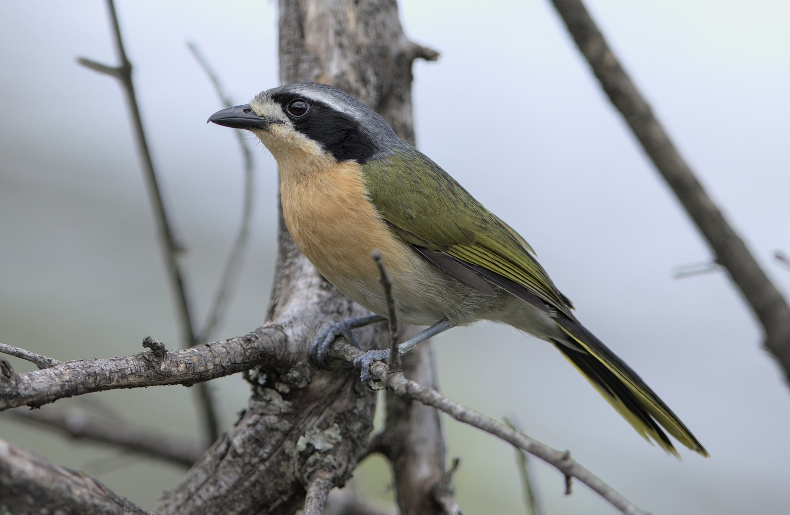 Olijfgroene bosklauwier (Chlorophoneus olivaceus)