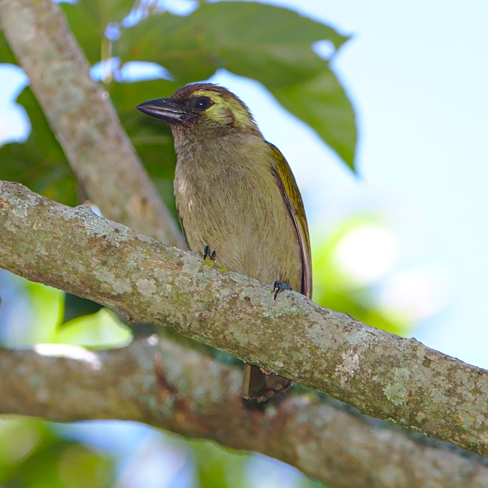 Olijfkleurige baardvogel (Cryptolybia olivacea)