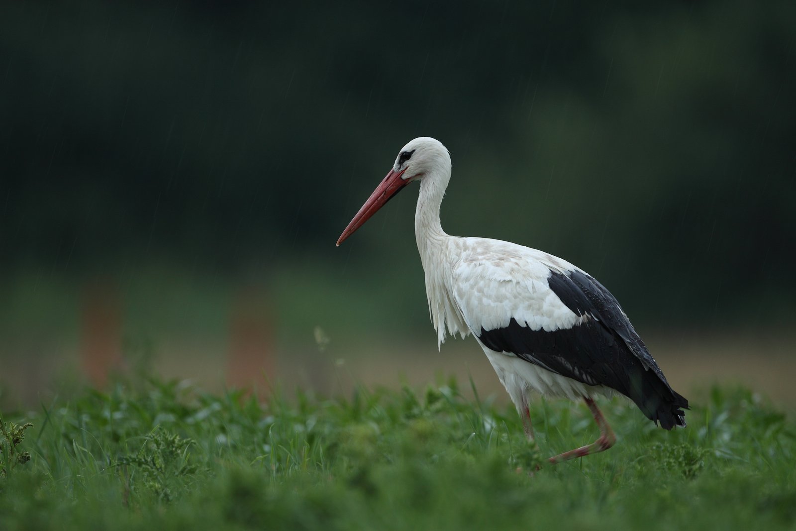 Ooievaar (Ciconia ciconia)