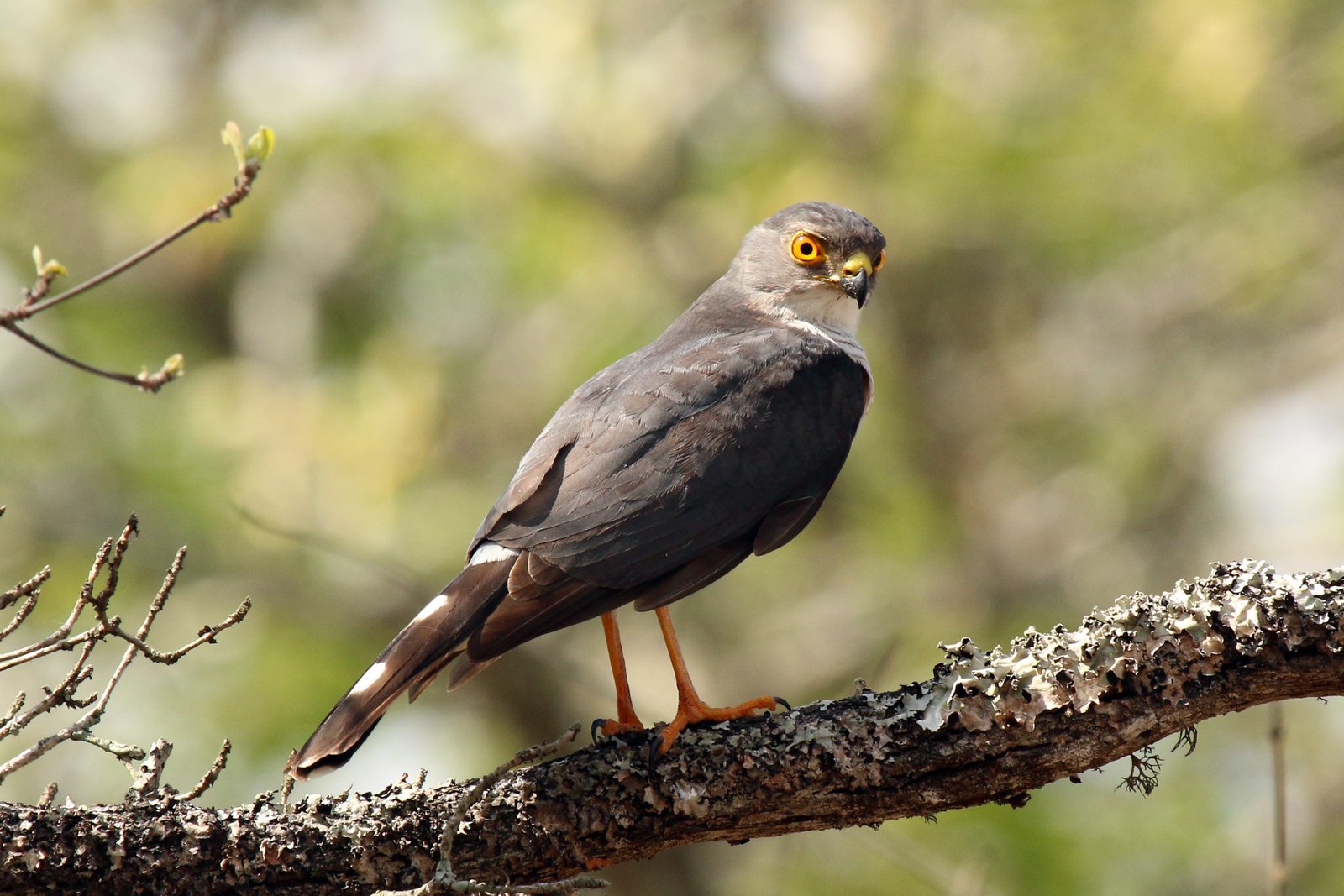 Oost-Afrikaanse dwergsperwer (Tachyspiza minulla)