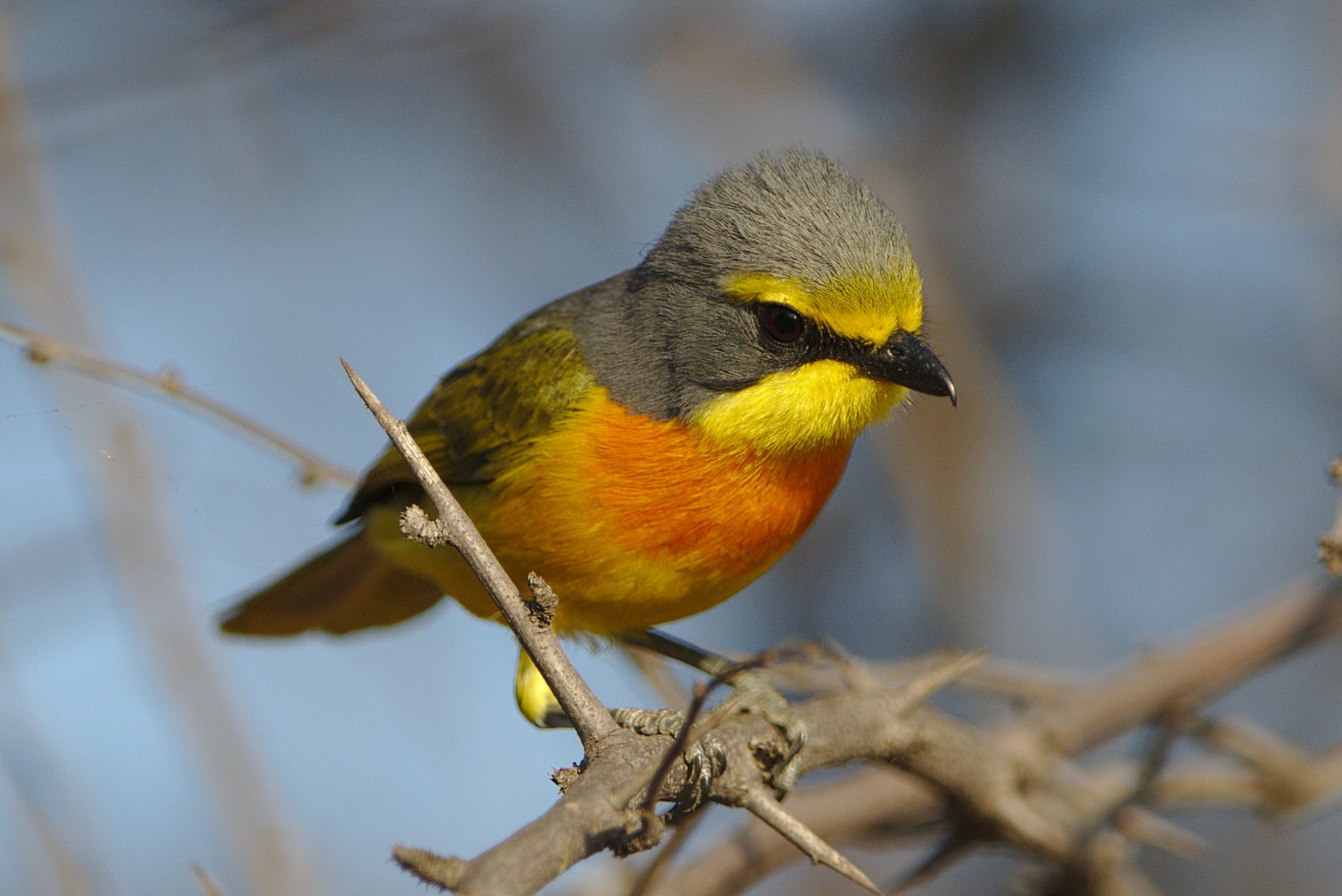 Oranje bosklauwier (Chlorophoneus sulfureopectus)