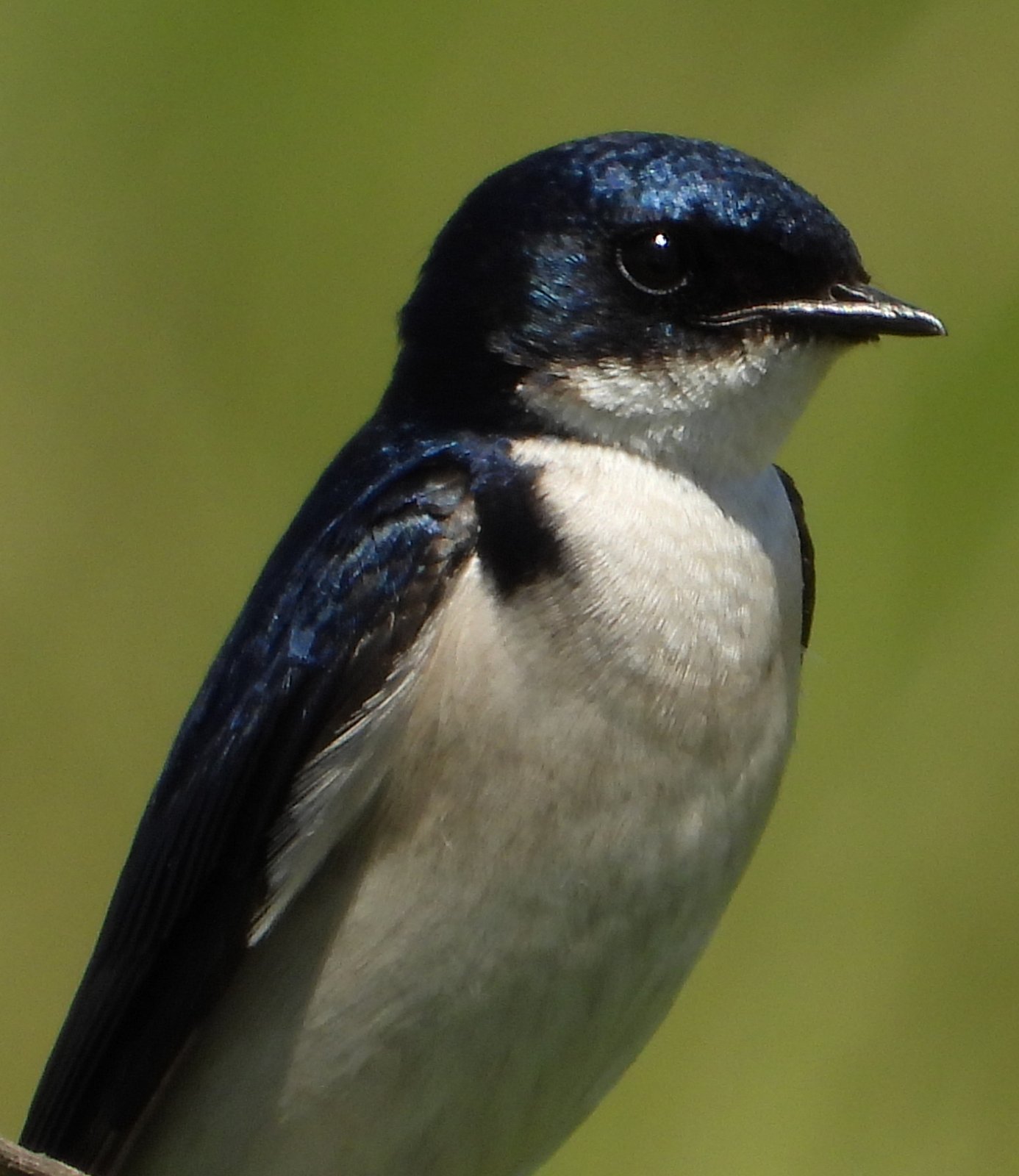 Parelborstzwaluw (Hirundo dimidiata)