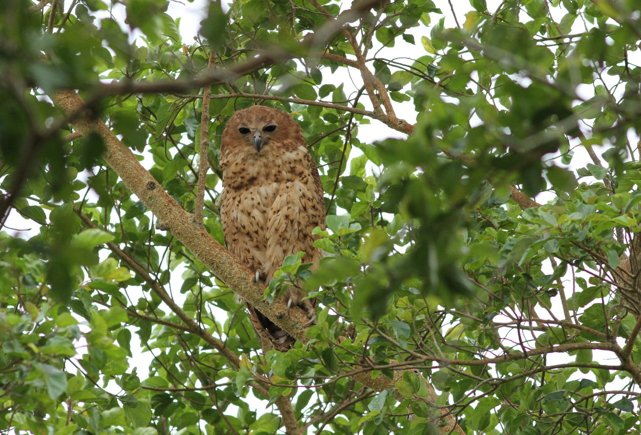 Pels visuil (Scotopelia peli)
