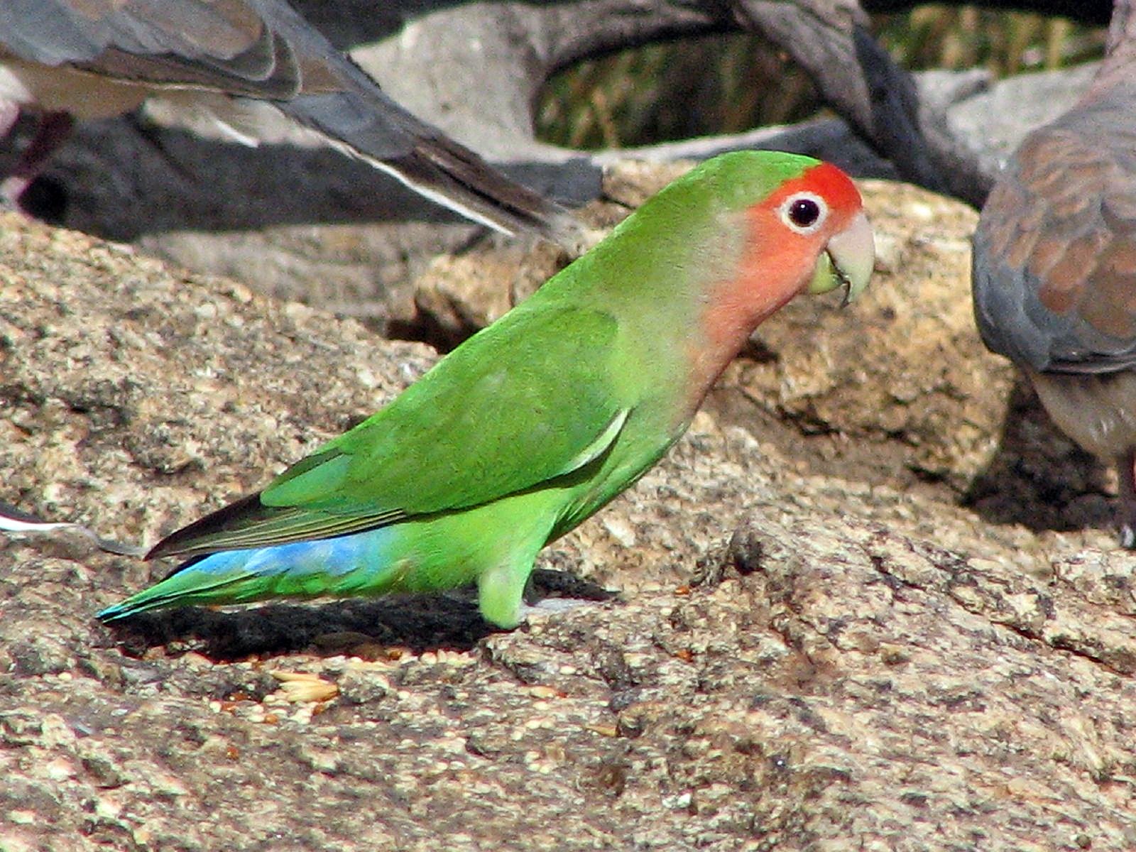 Perzikkopagapornis (Agapornis roseicollis)