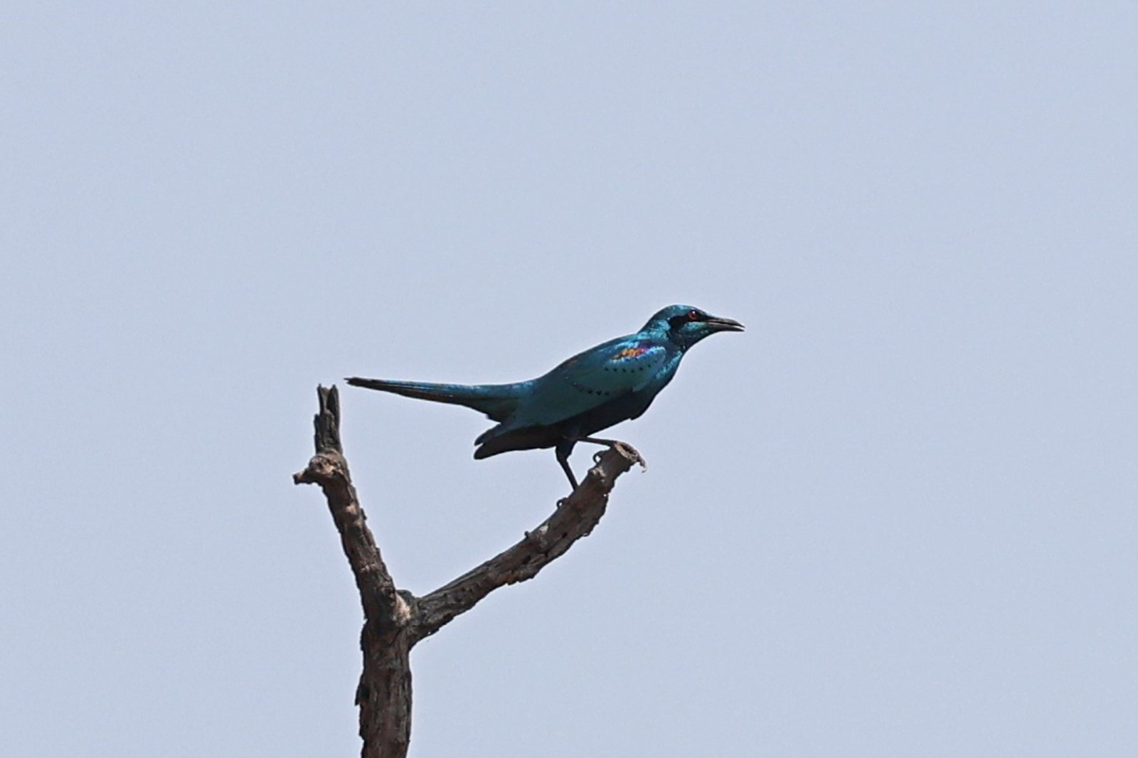 Pijlstaartglansspreeuw (Lamprotornis acuticaudus)