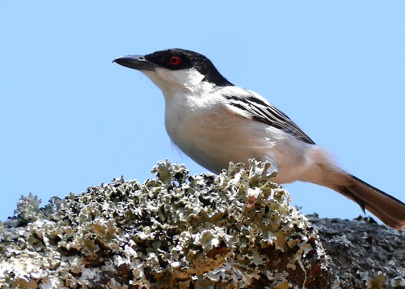 Poederdonsklauwier (Dryoscopus cubla)
