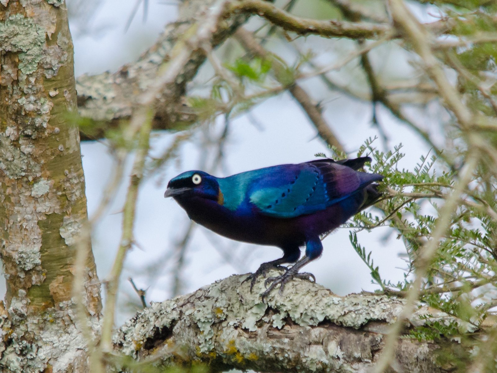 Prachtglansspreeuw (Lamprotornis splendidus)