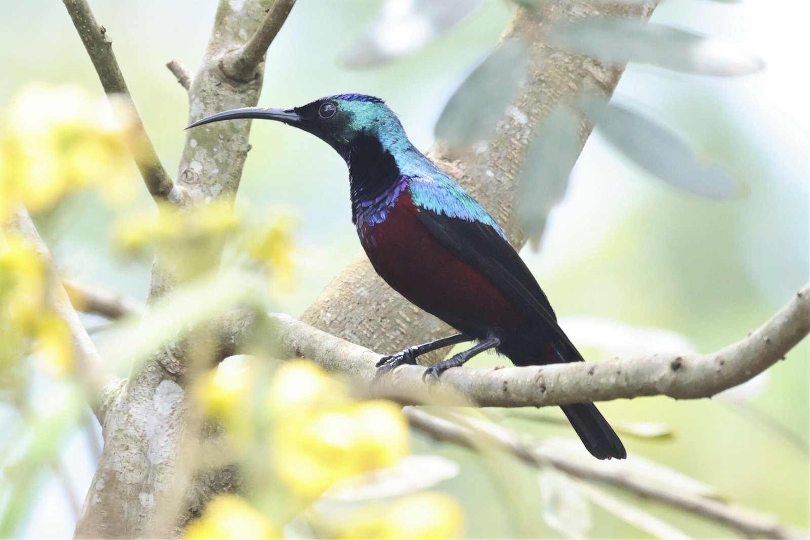Prachthoningzuiger (Cinnyris superbus)