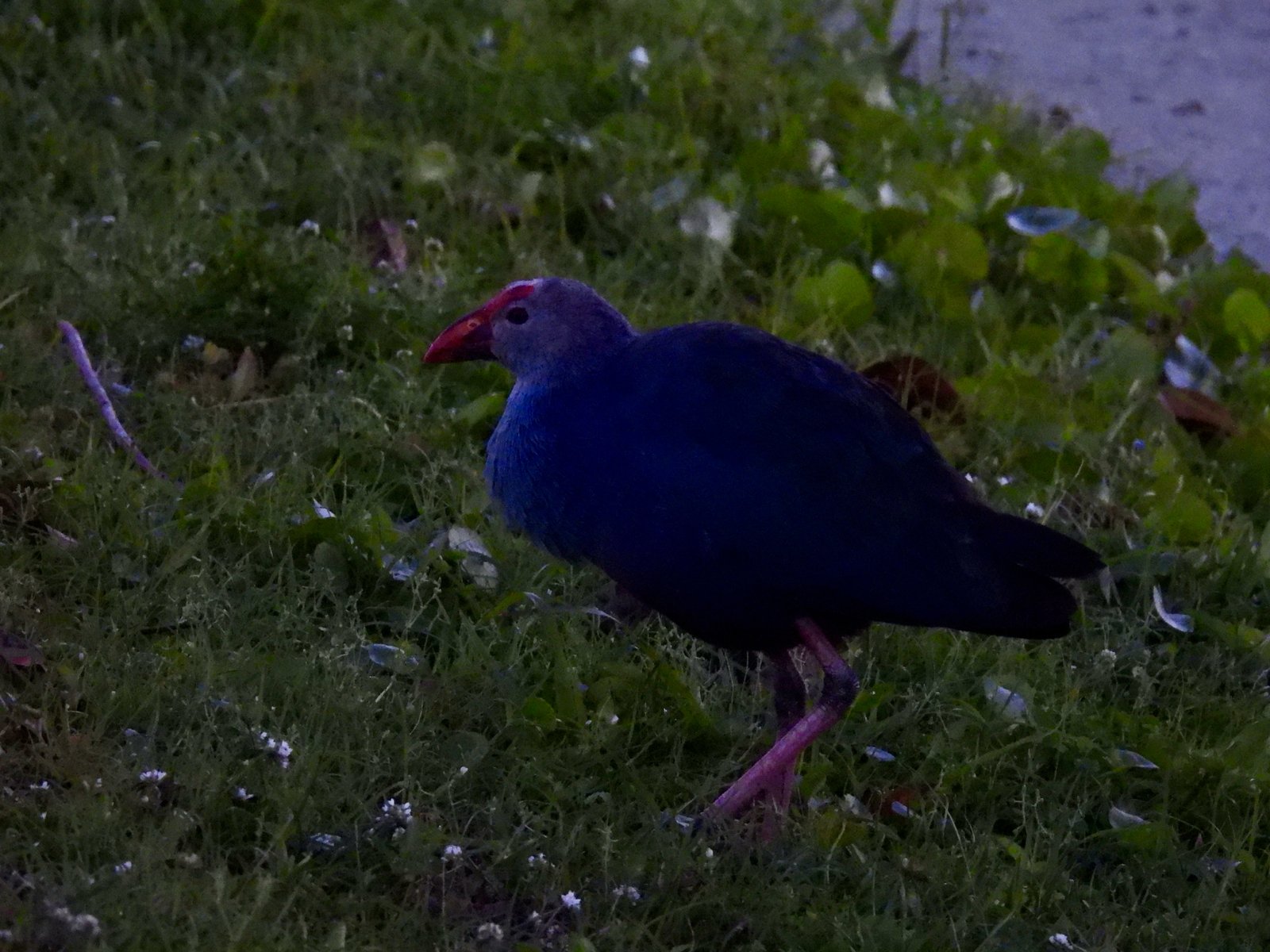 Purperkoet (Porphyrio porphyrio)