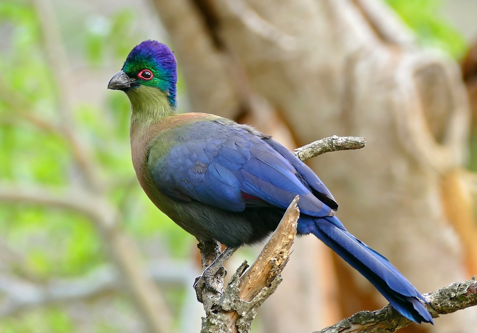 Purperkuiftoerako (Gallirex porphyreolophus)