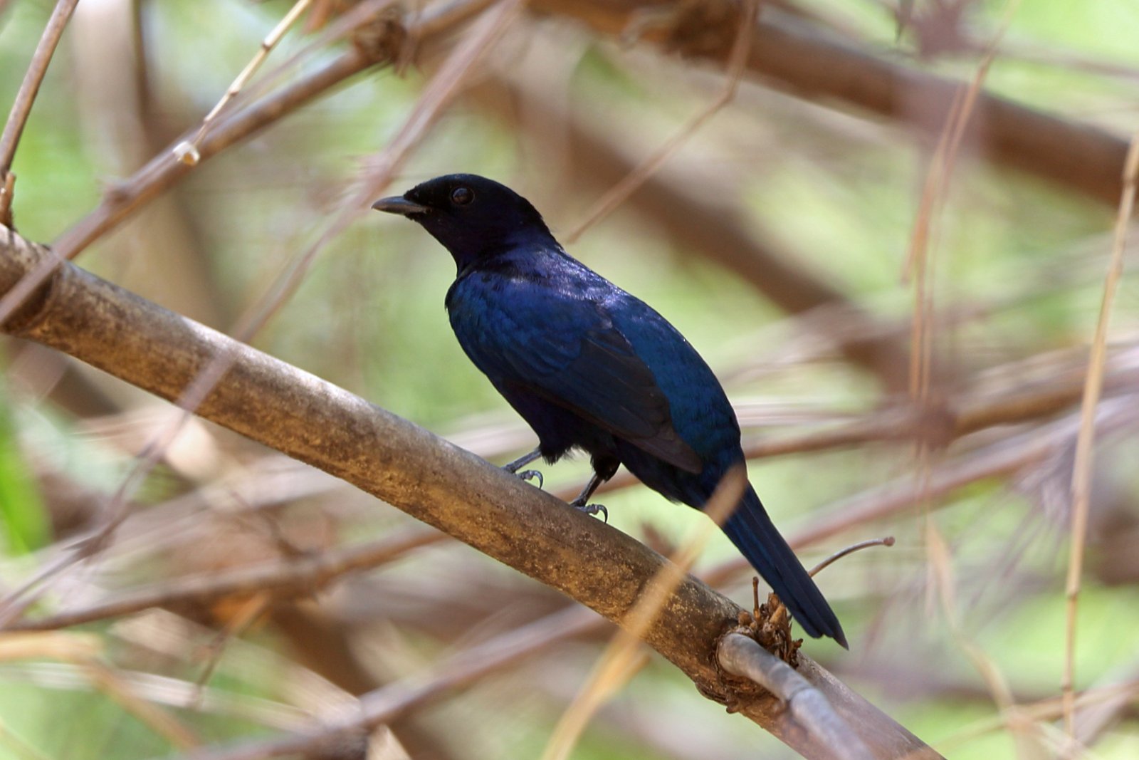 Purperrupsvogel (Campephaga quiscalina)