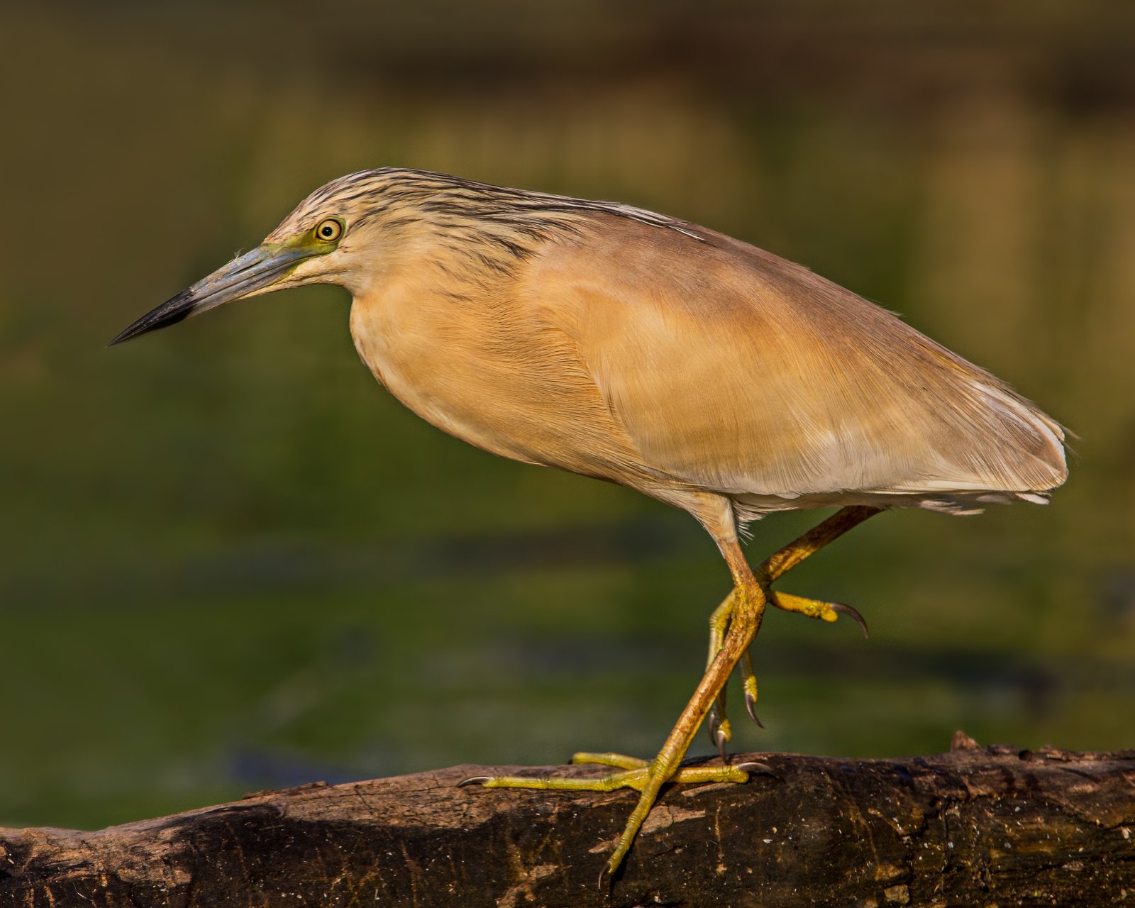 Ralreiger (Ardeola ralloides)