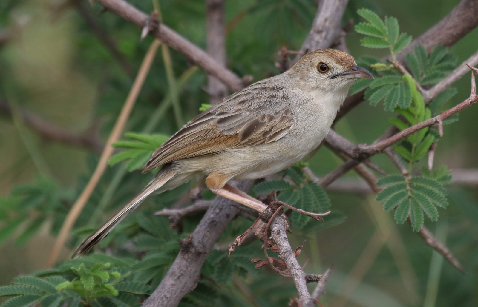 Ratelgraszanger (Cisticola chiniana)