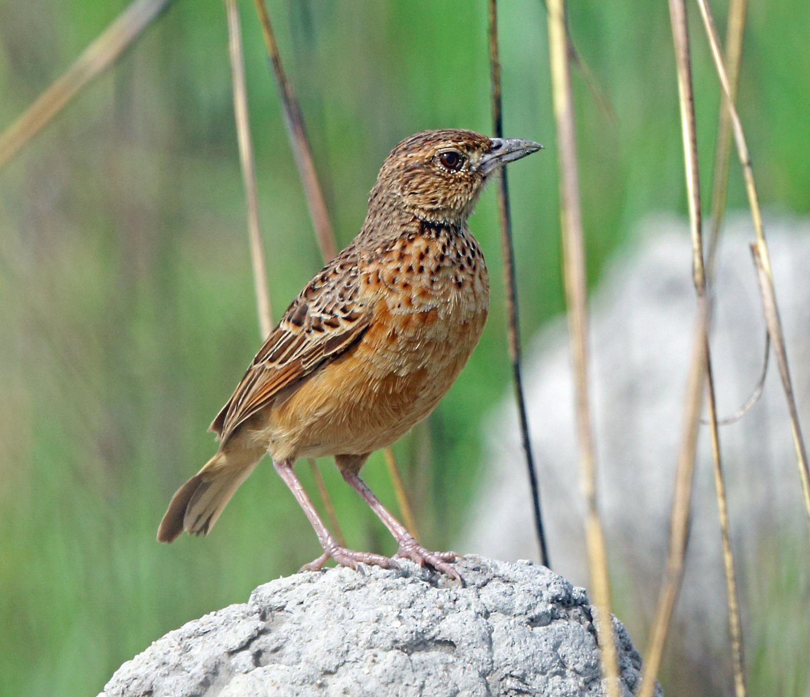 Ratelleeuwerik (Amirafra rufocinnamomea)