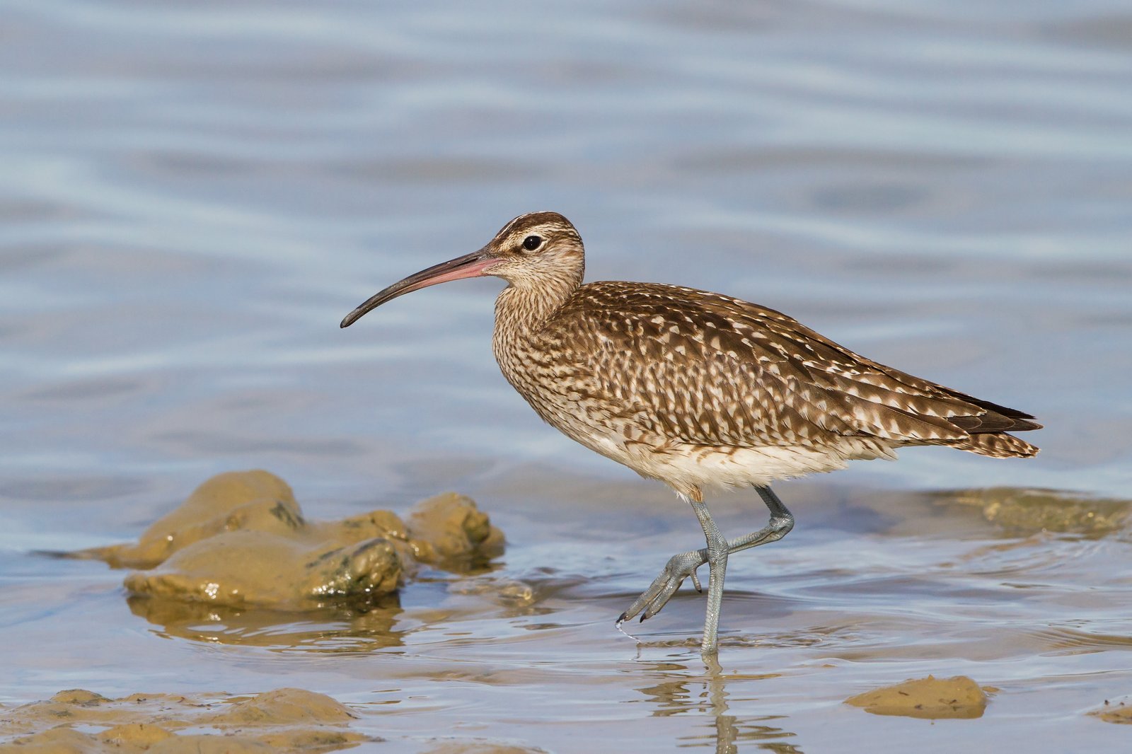 Regenwulp (Numenius phaeopus)