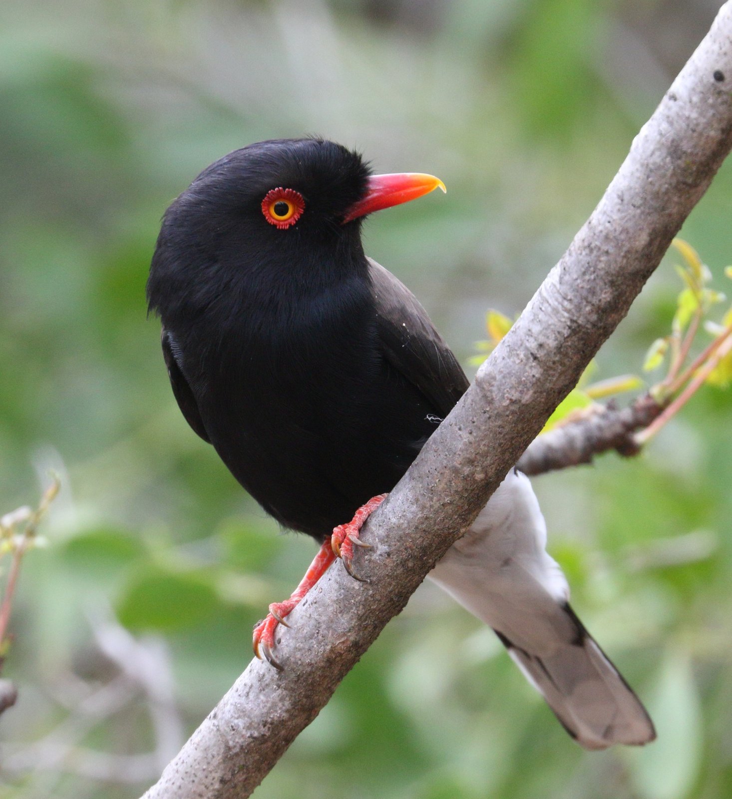 Retz' klauwier (Prionops retzii)