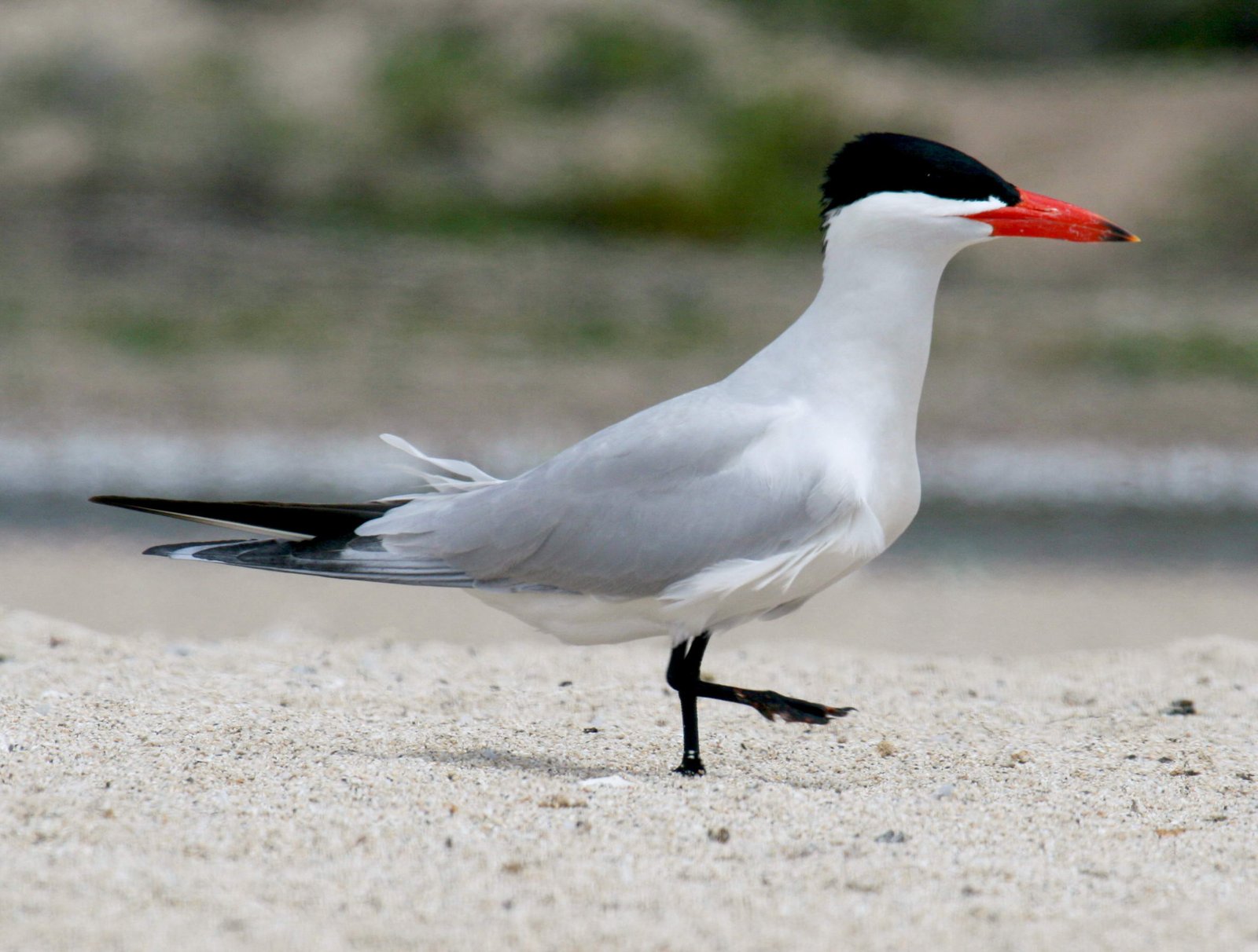 Reuzenstern (Hydroprogne caspia)