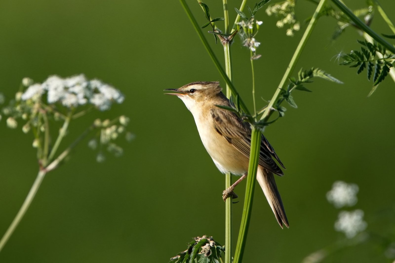 Rietzanger (Acrocephalus schoenobaenus)