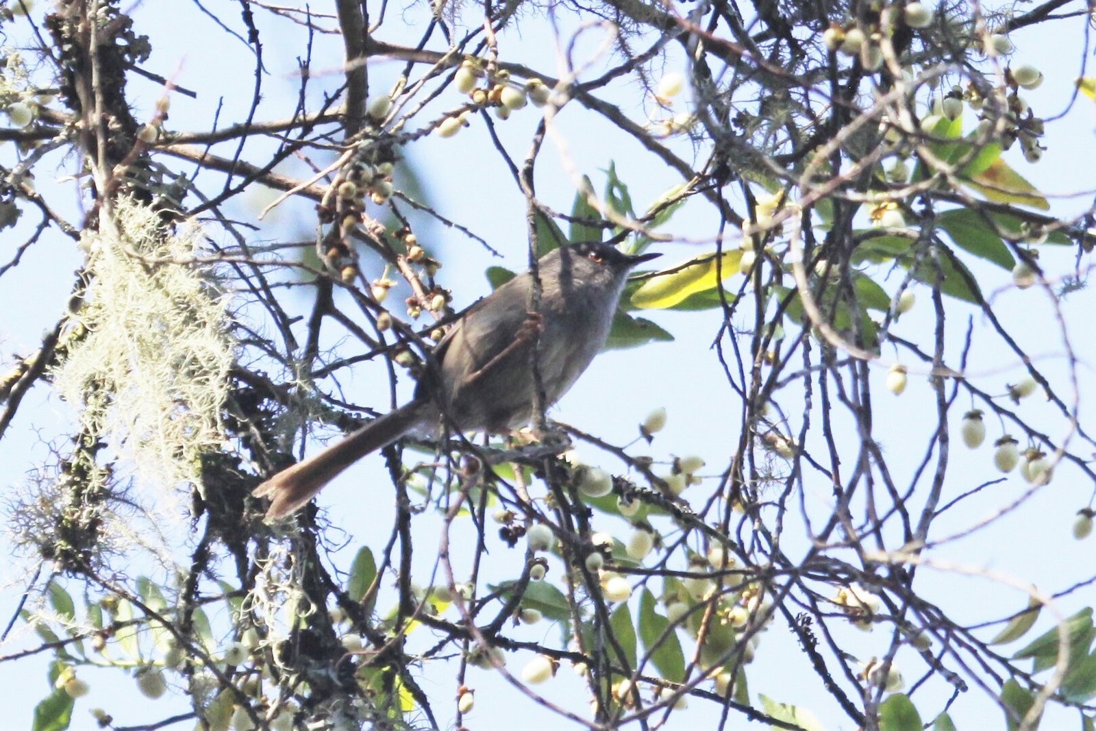 Roberts' prinia (Oreophilais robertsi)