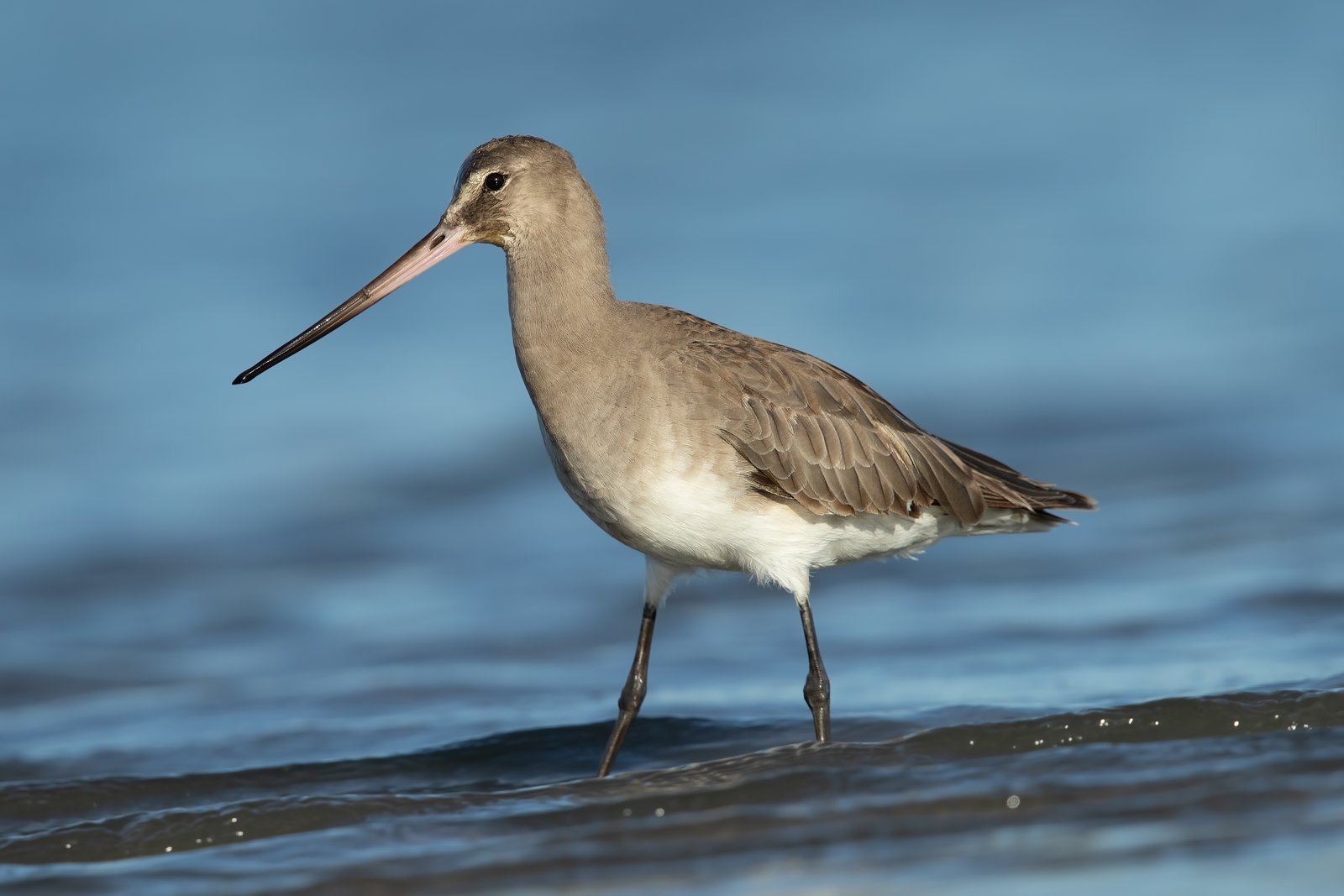 Rode grutto (Limosa haemastica)