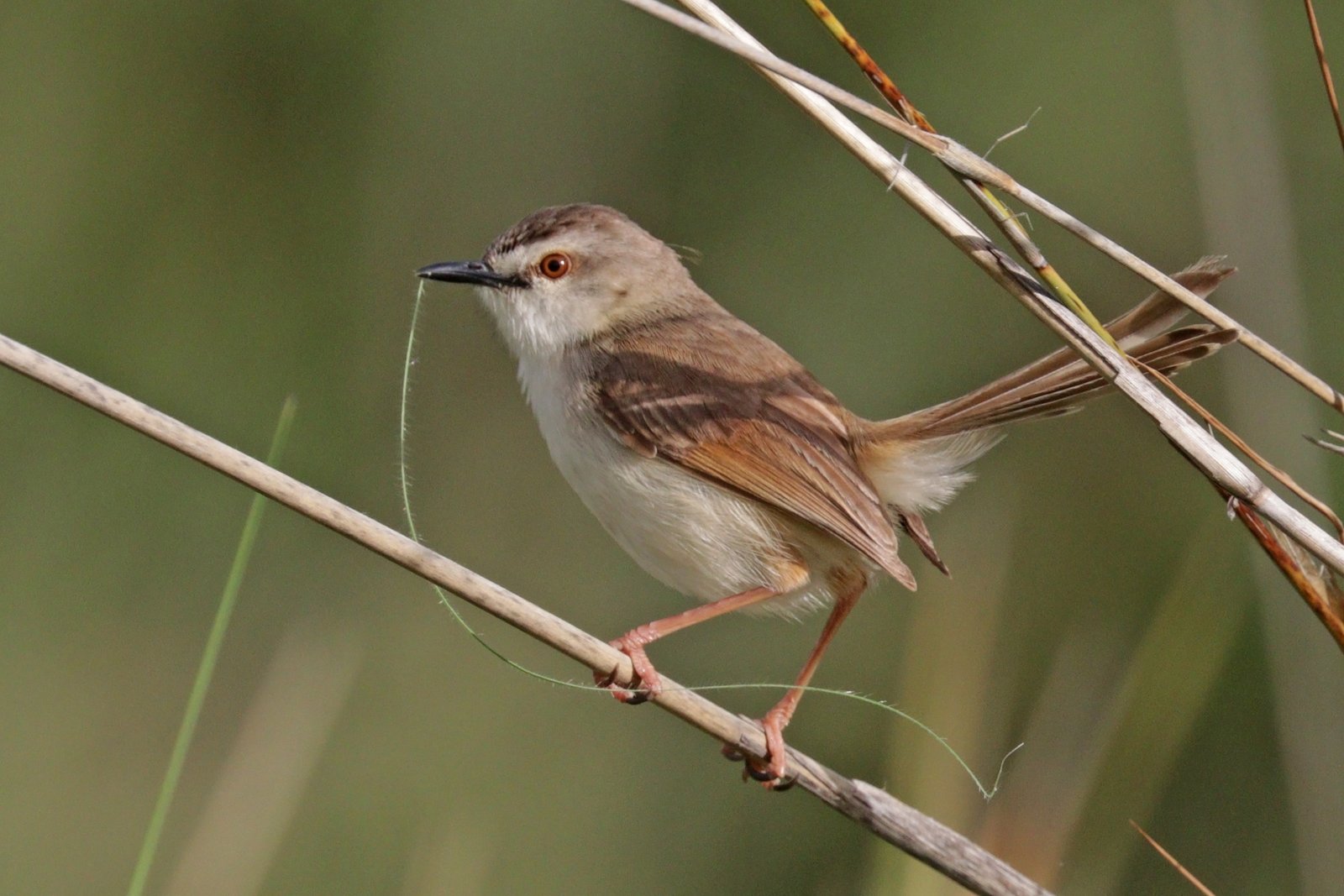 Roestflankprinia (Prinia subflava)