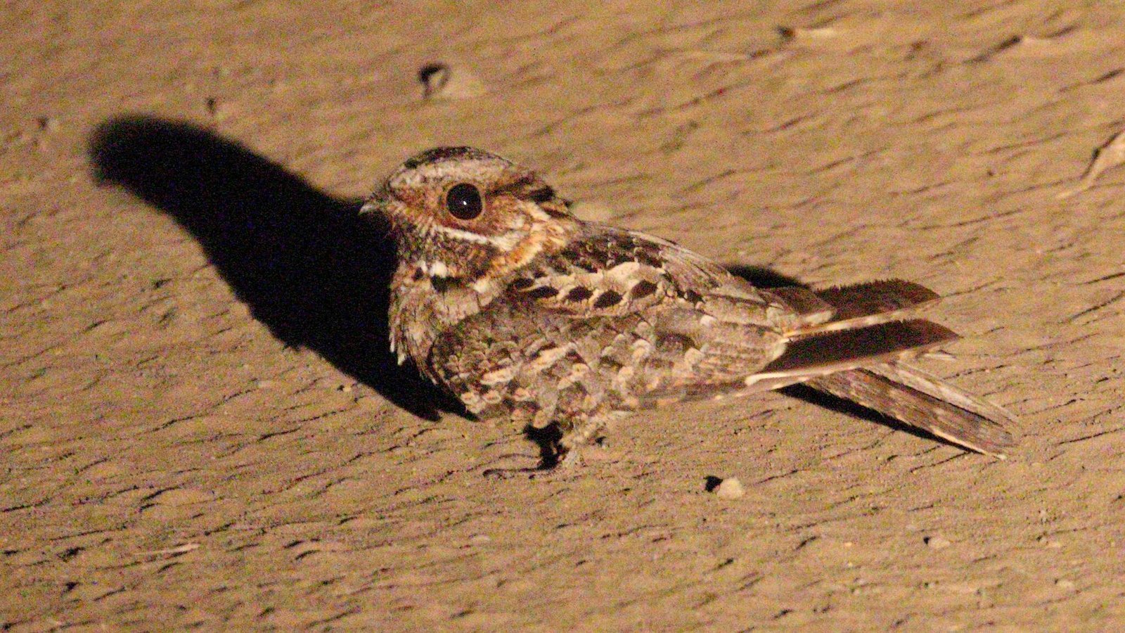 Roesthalsnachtzwaluw (Caprimulgus pectoralis)