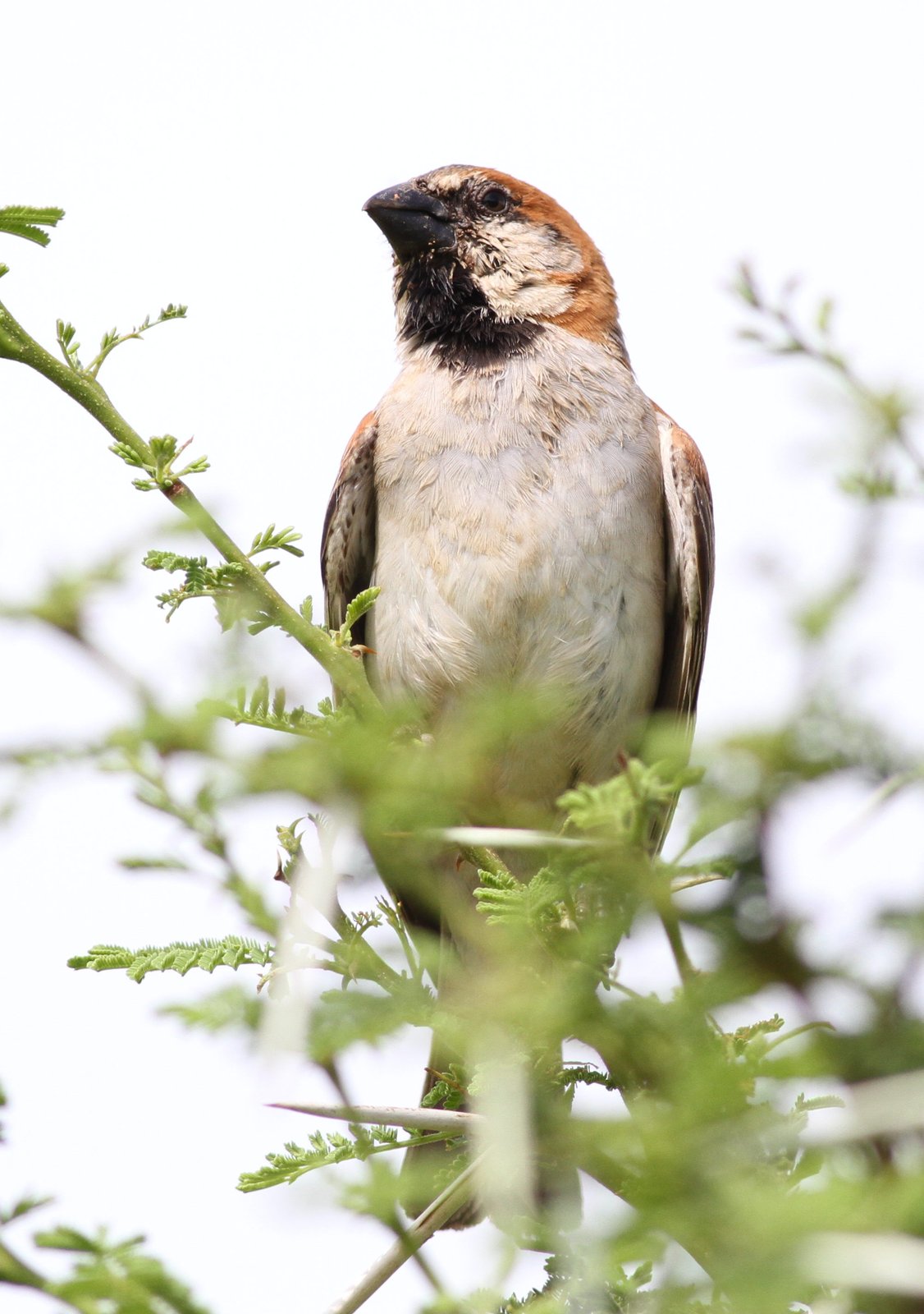 Roestmus (Passer motitensis)