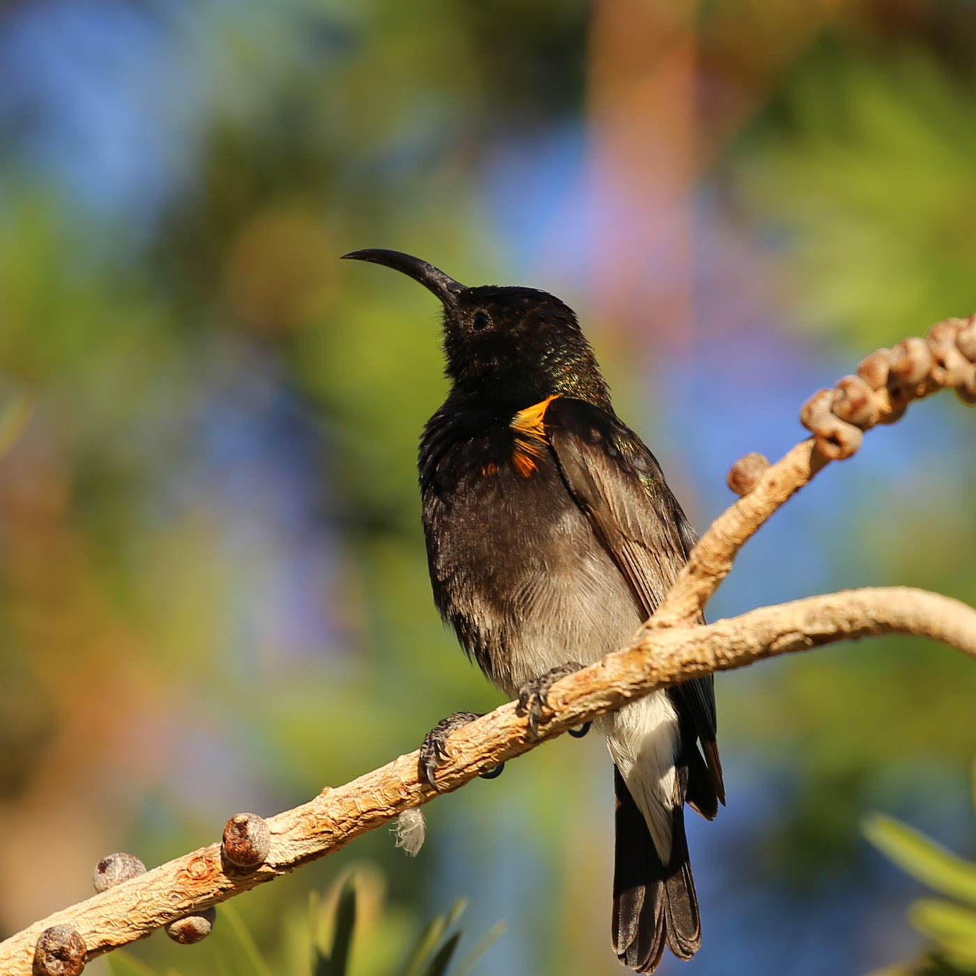 Roethoningzuiger (Cinnyris fuscus)