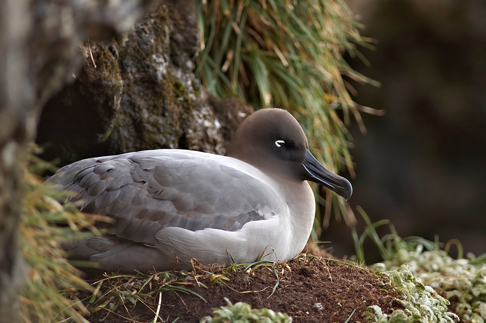 Roetkopalbatros (Phoebetria palpebrata)
