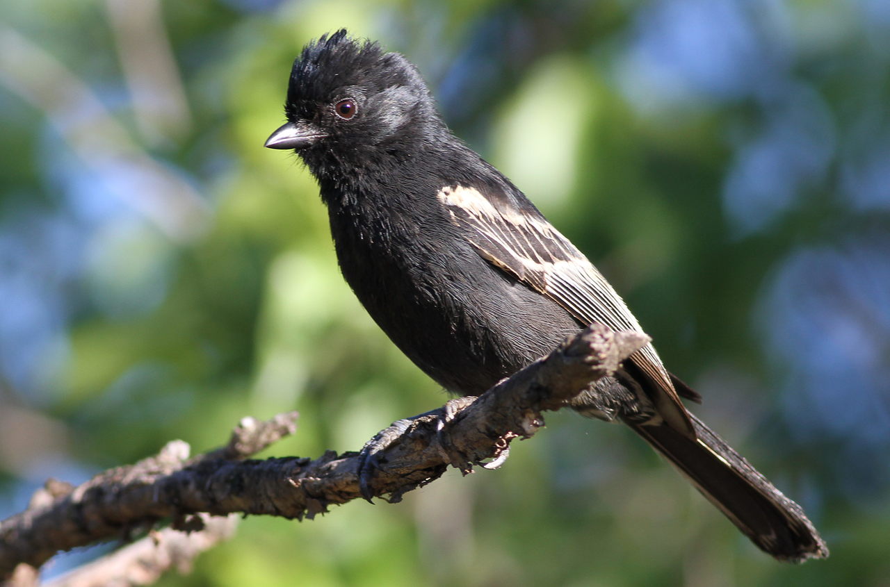 Roetmees (Melaniparus niger)