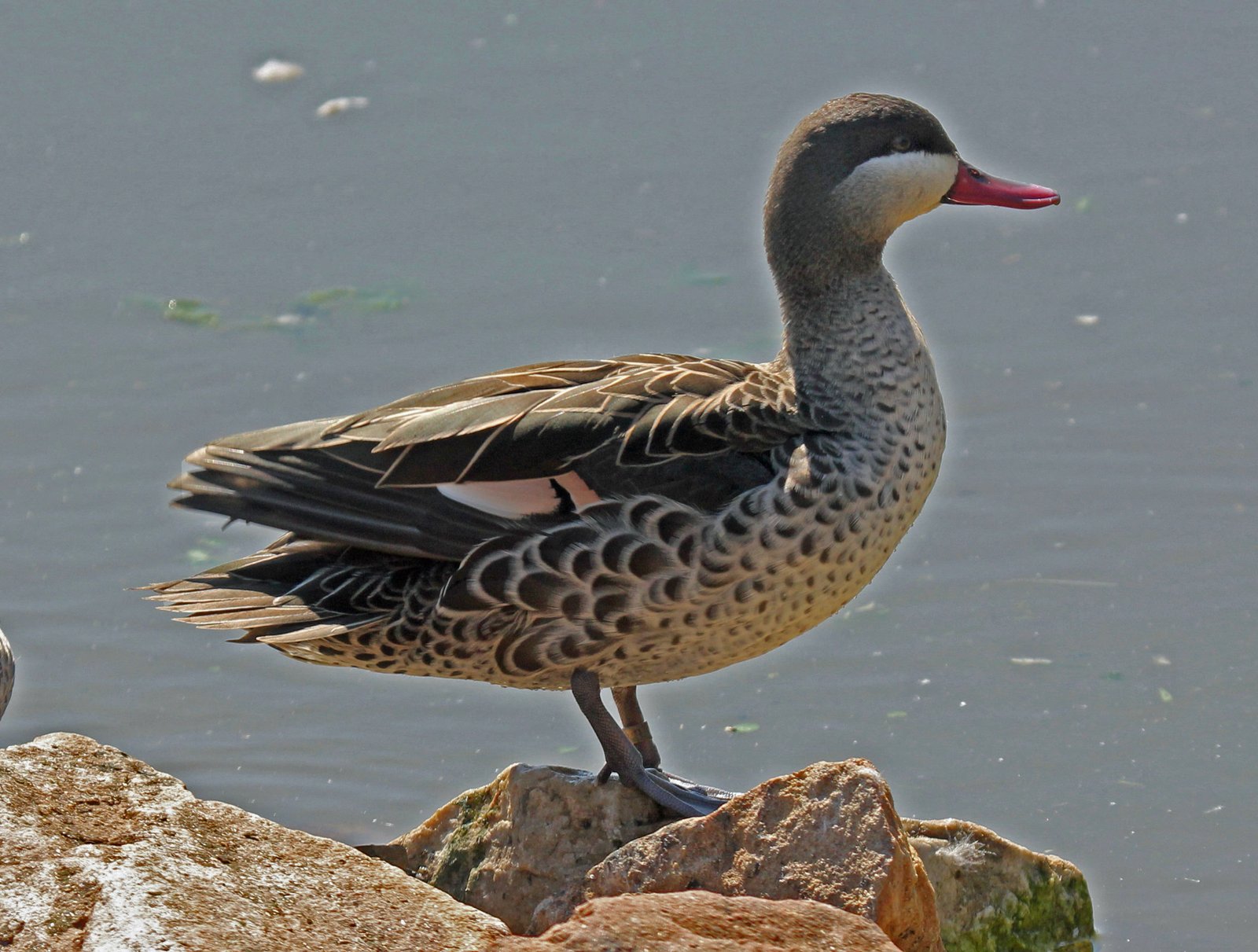 Roodbekpijlstaart (Anas erythrorhyncha)