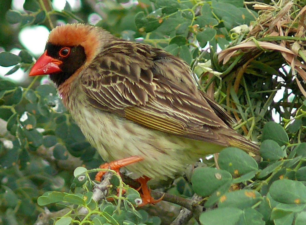 Roodbekwever (Quelea quelea)