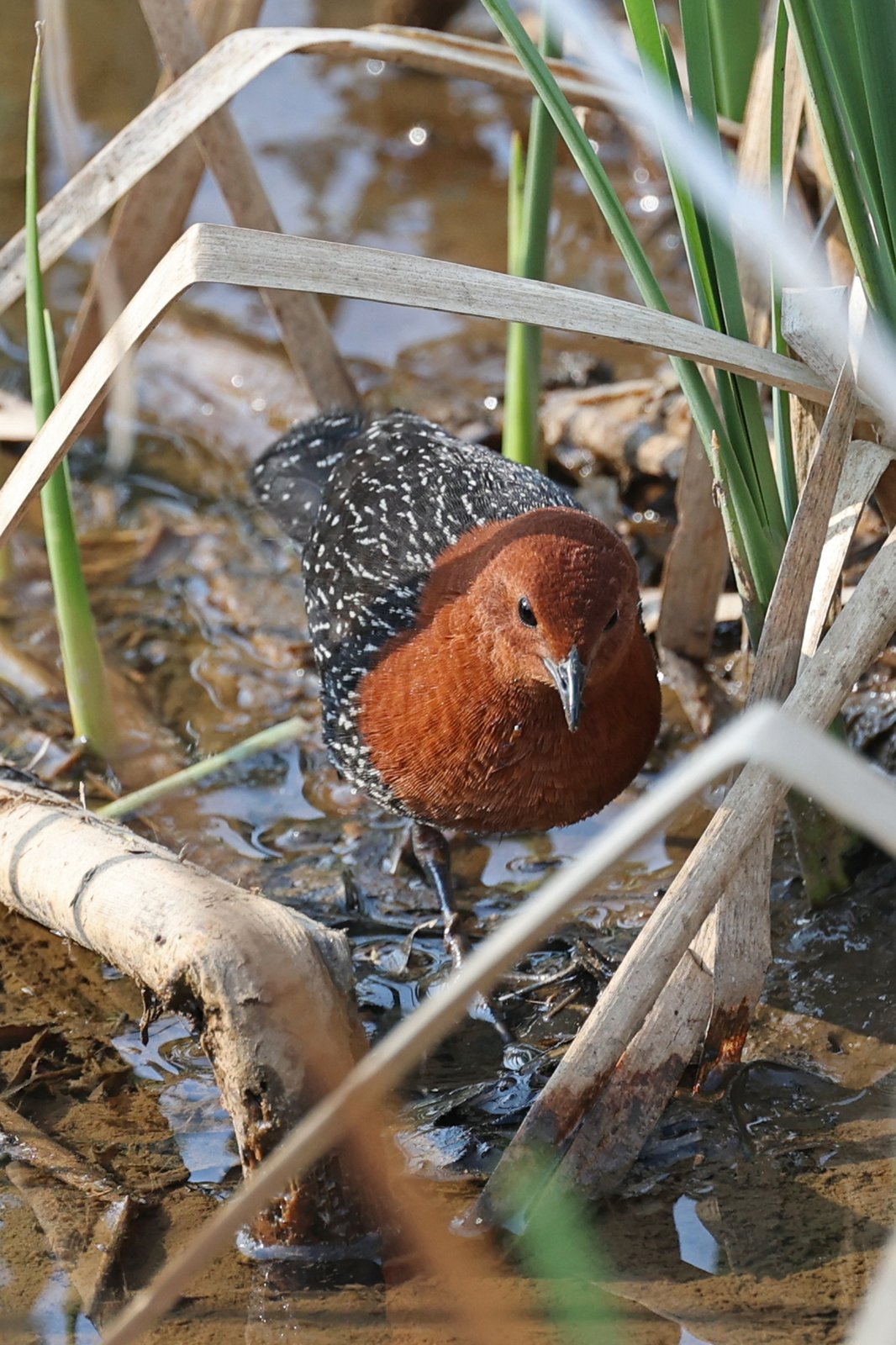 Roodborstral (Sarothrura rufa)