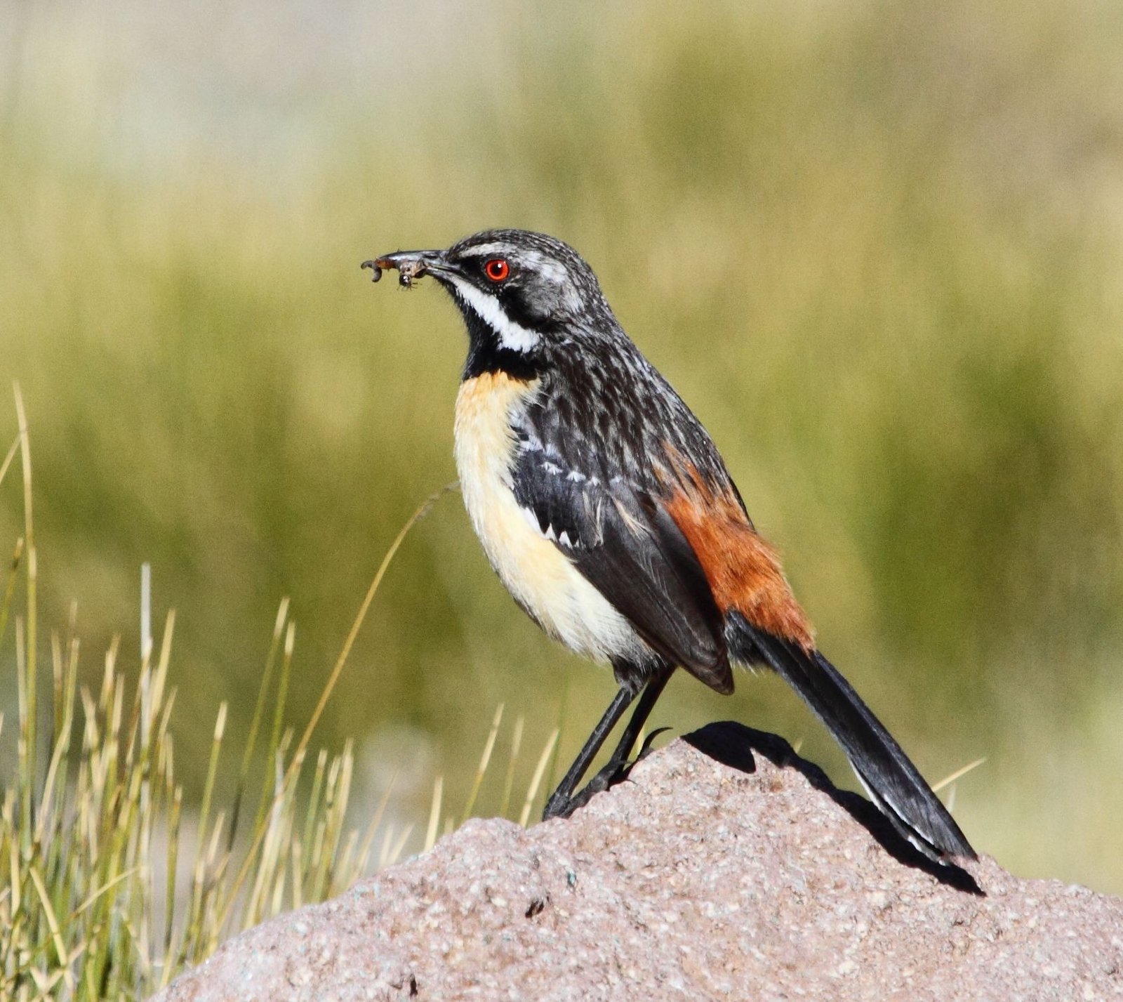 Roodborstrotsspringer (Chaetops aurantius)